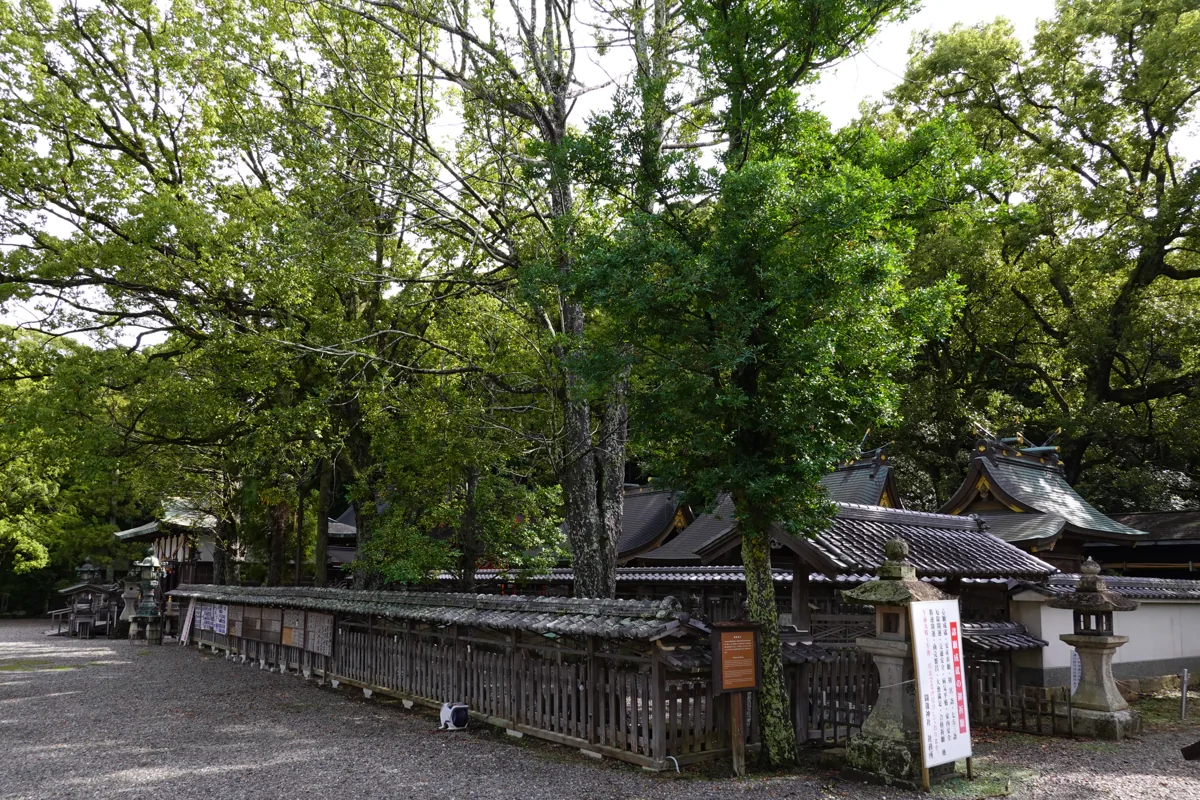 Trees and buildings at Tokei Shrine, 2025