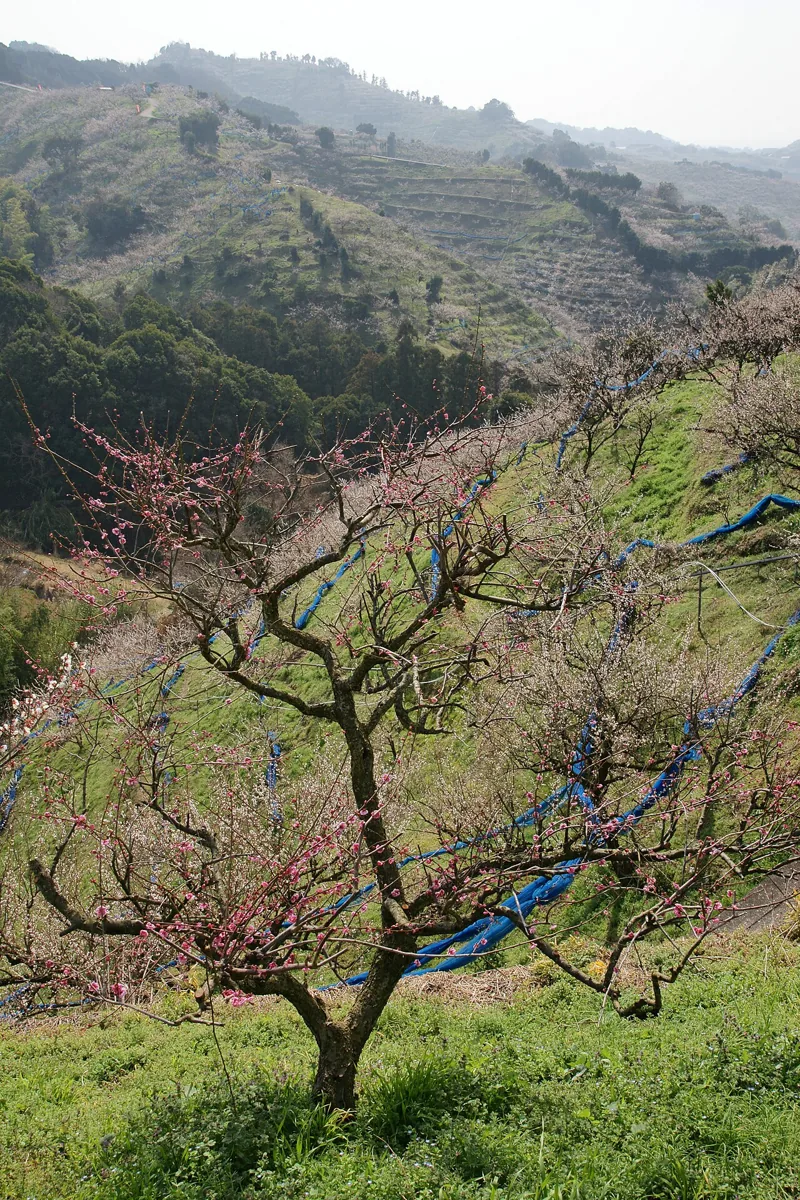 Hills and ume trees at Minabe Ume Grove, 2009