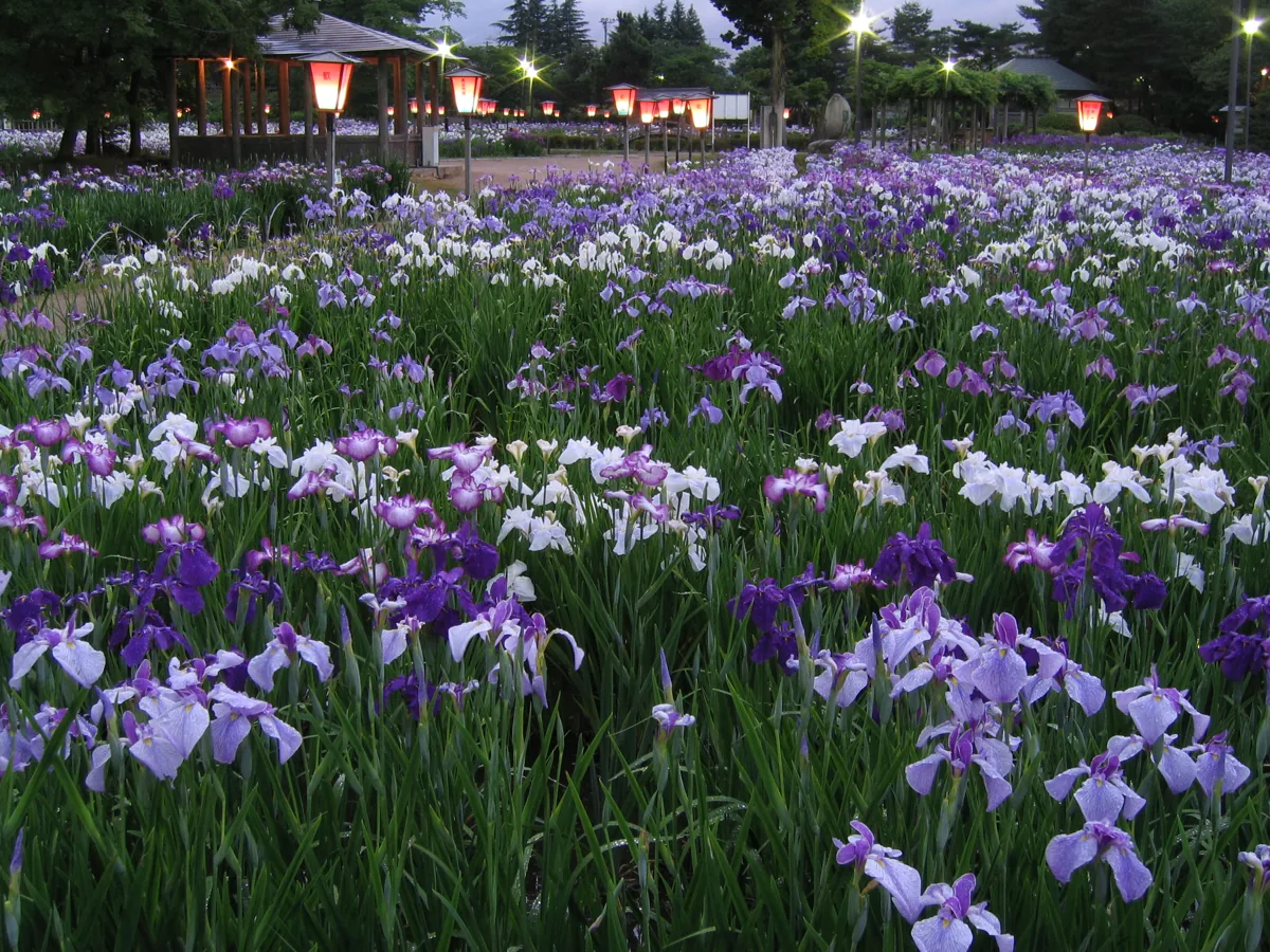 長井あやめ公園の花と灯り、2012年