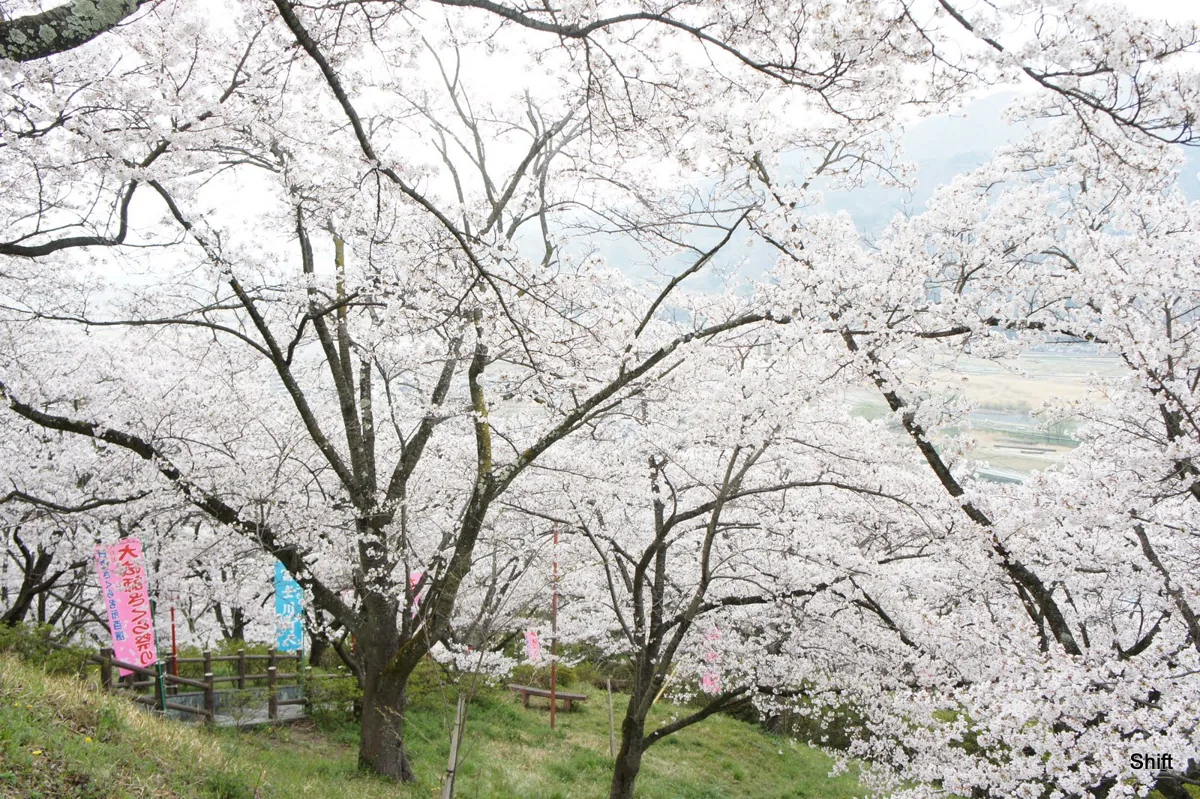 2011년 오보시 공원 풍경