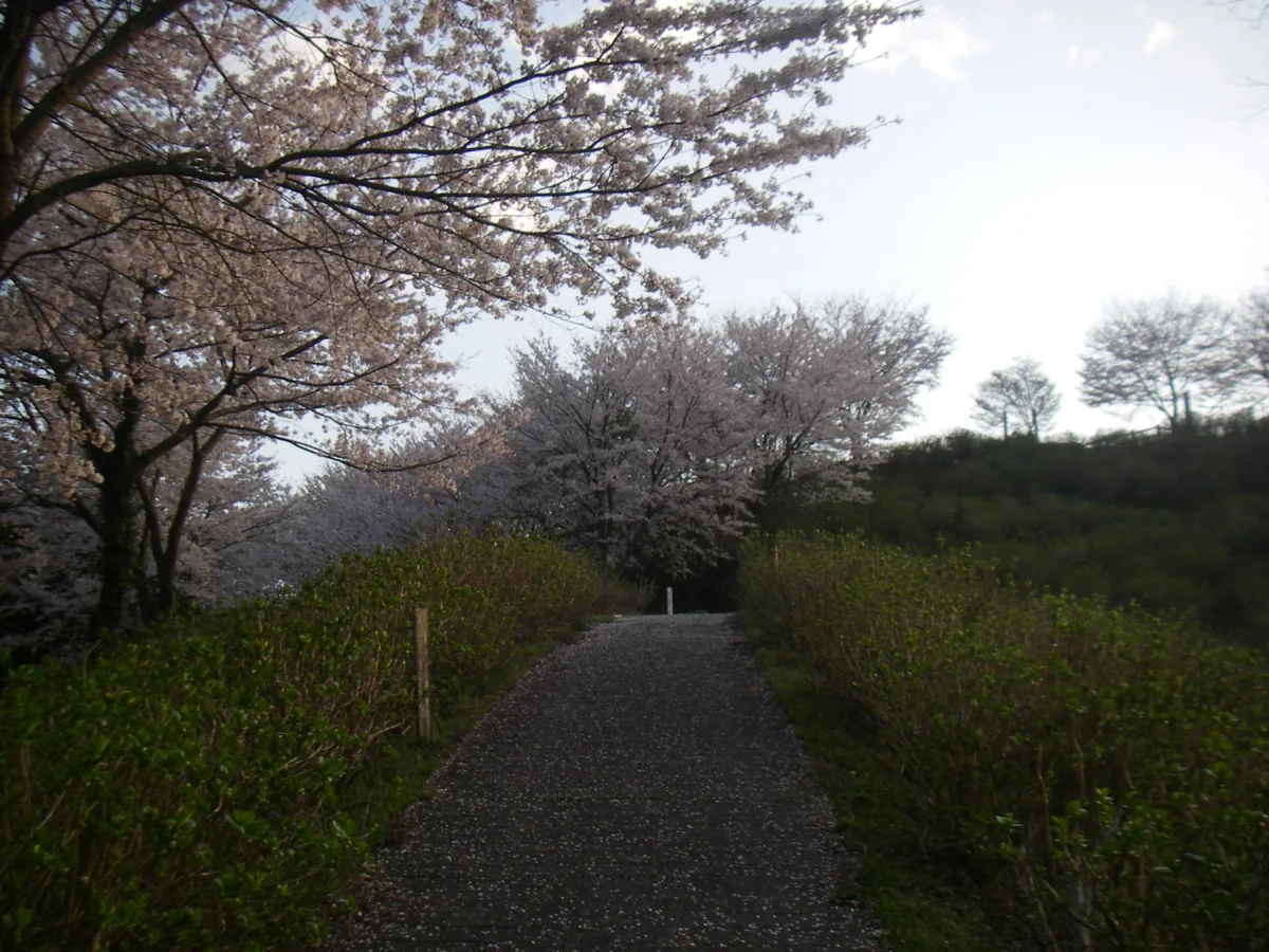 Spring cherry blossoms and a path in Utsubuna Park