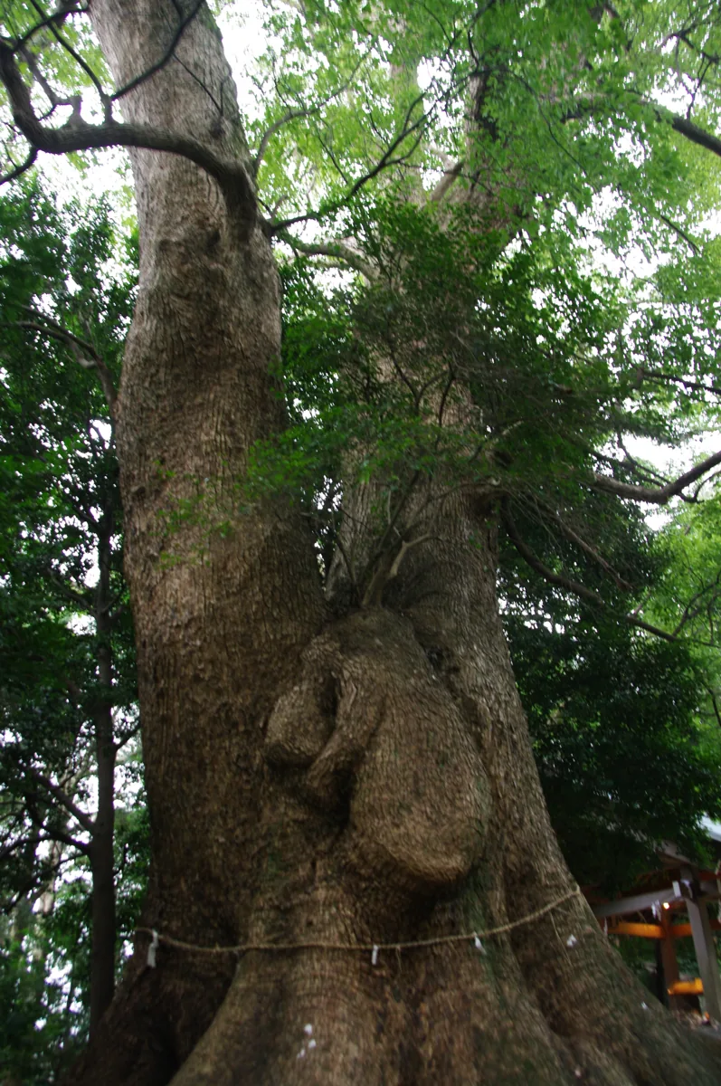 2012年1月の五所八幡宮の大きなクスノキの幹