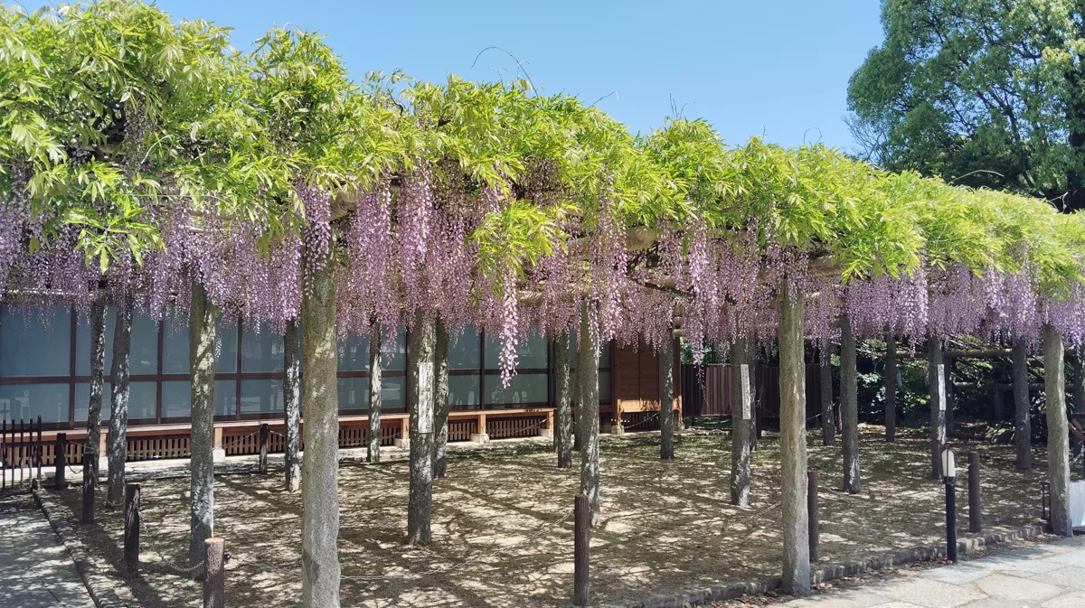 Wisteria at Buzo-ji in 2025