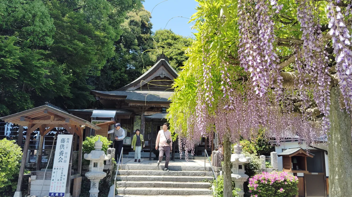 Wisteria at Buzo-ji in 2025