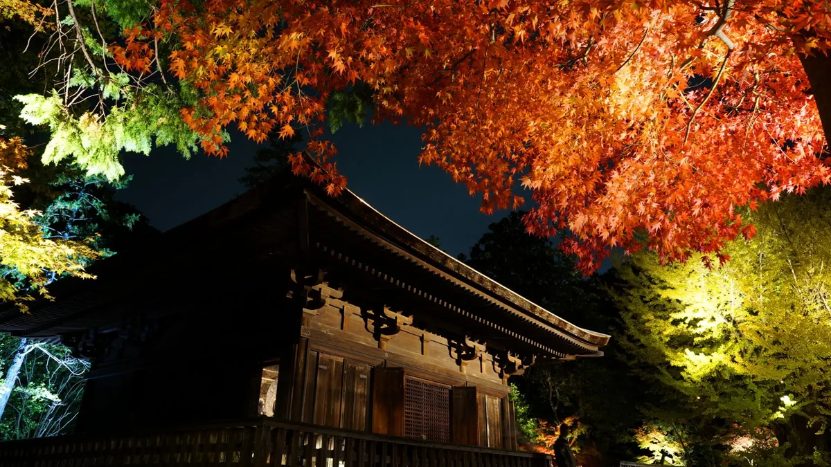 紅葉に囲まれた白水阿弥陀堂の過去の夜景