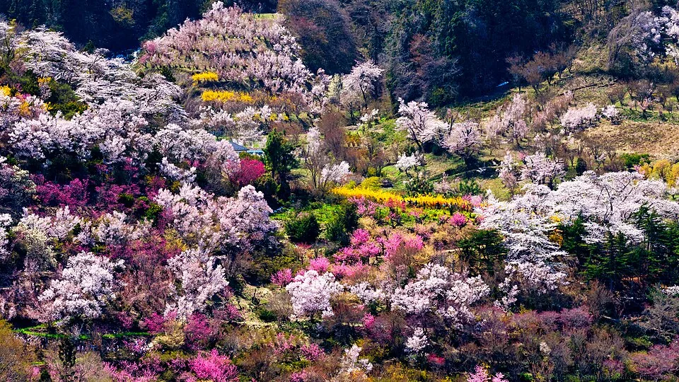 2019年4月の花見山の春景色