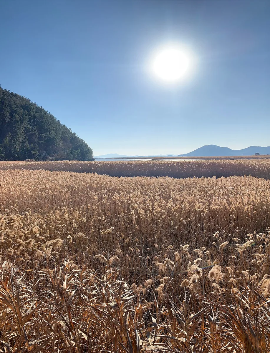 2018年冬の順天湾湿地