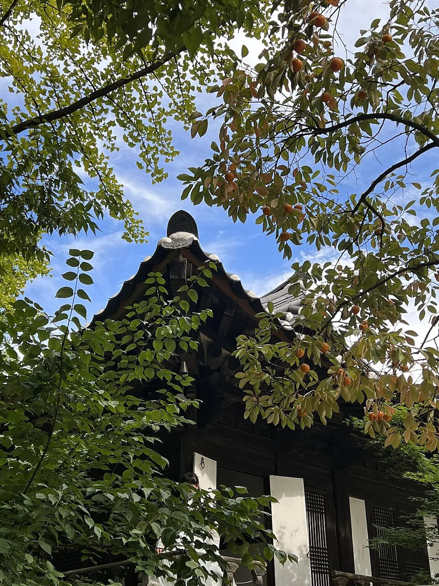 Traditional houses and trees at Korean Folk Village