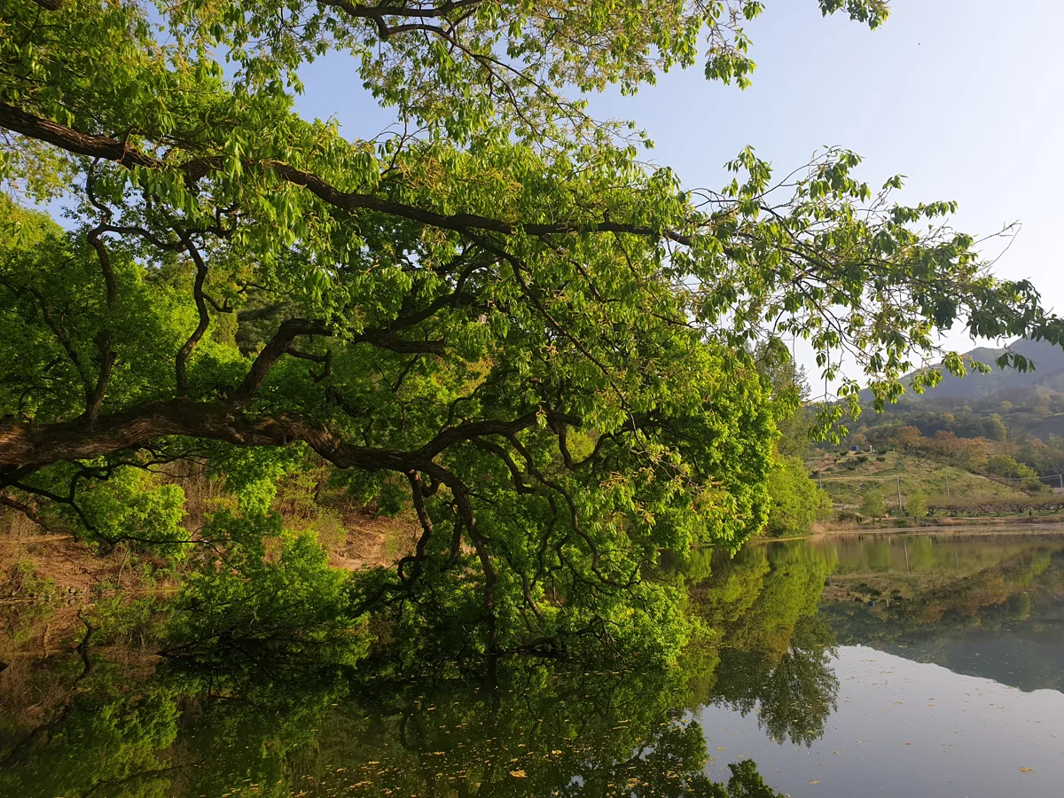2019년 4월 경산 반곡지 풍경