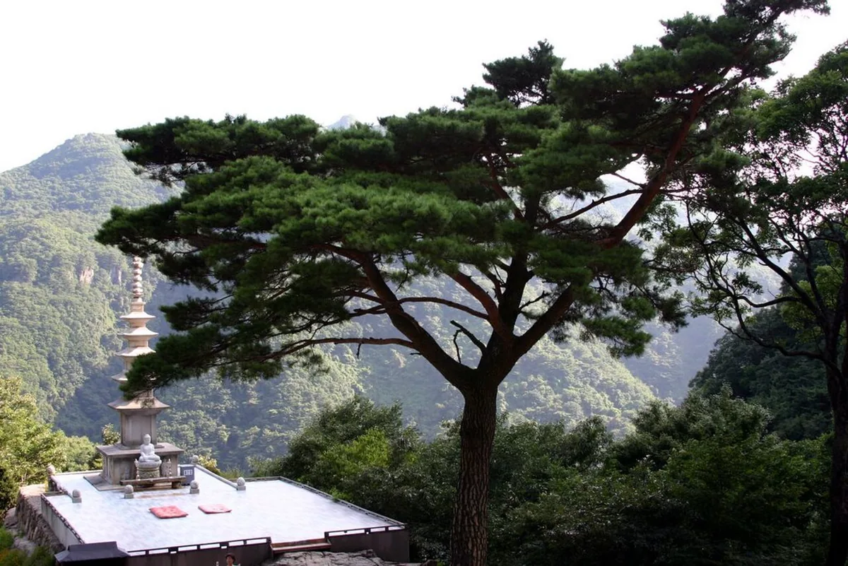 Pine tree and stone pagoda area at Cheongnyangsa in 2006