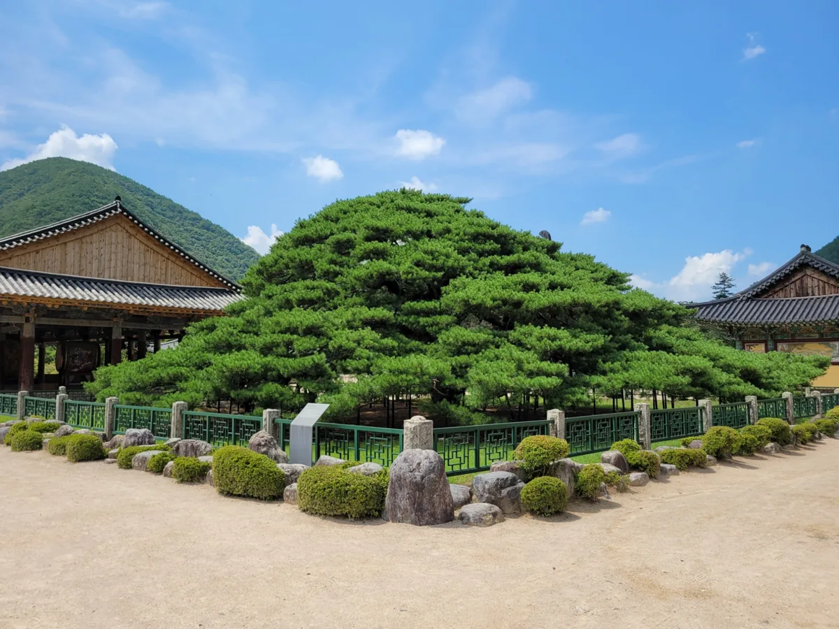 2021年、雲門寺の枝垂れ松